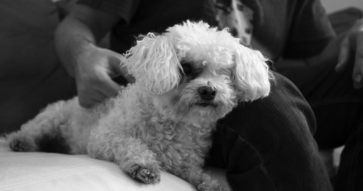 Seen In Black And White, A White Poodle Lying On A Couch Next To Its Owner, With The Owner's Arm Draped Around the Dog