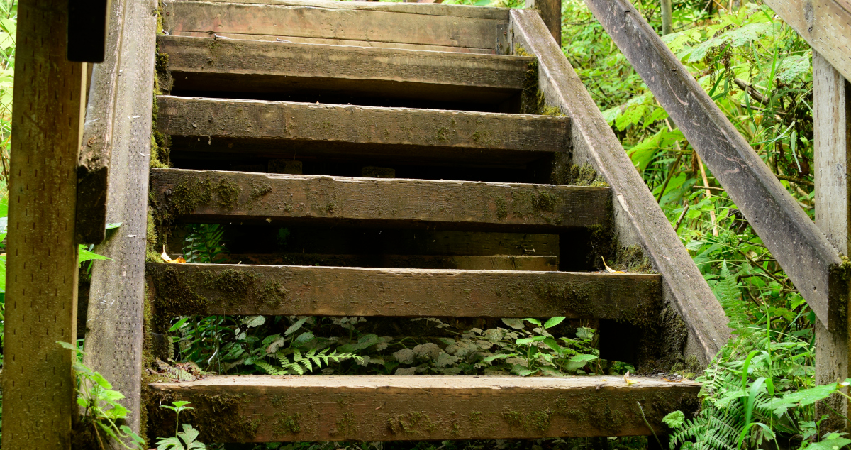 A Medium Close-Up Of Wooden Steps, Crusted With Lichen, Leading Up To A Landing With Green Ferns And Underbrush Along The Sides