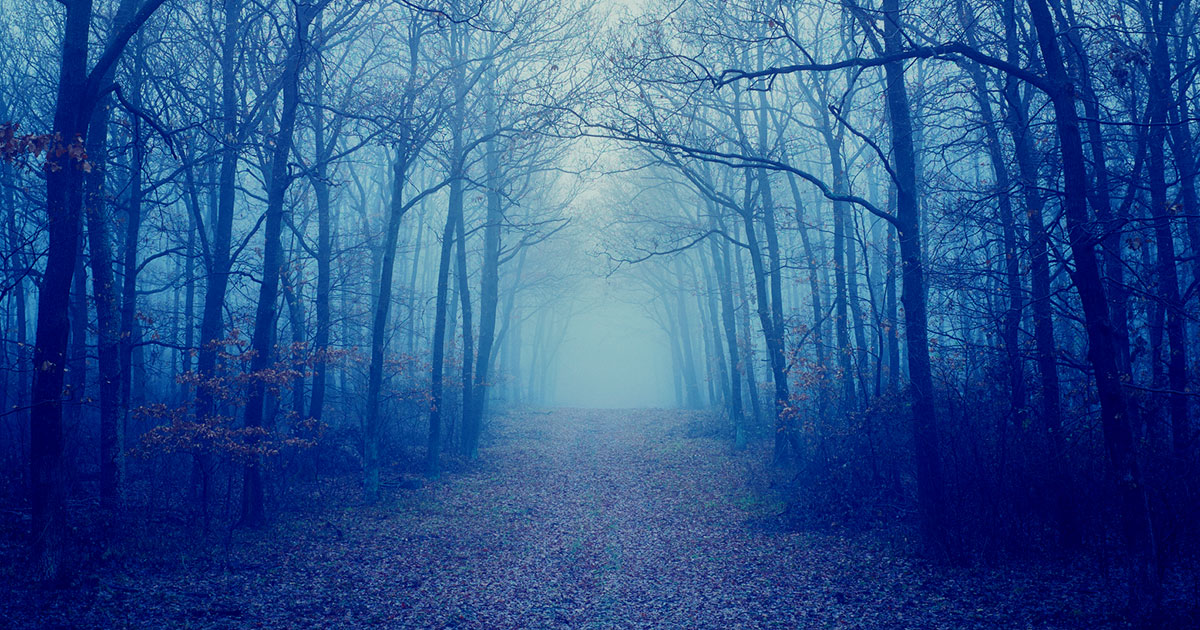 creepy looking forest pathway