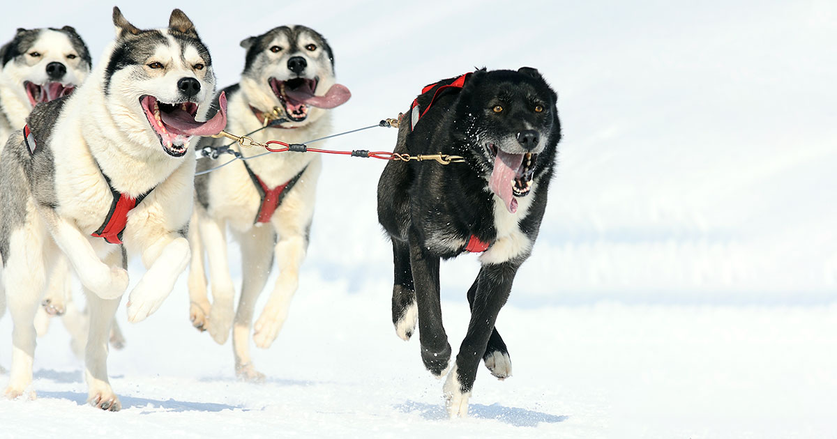 sled dogs