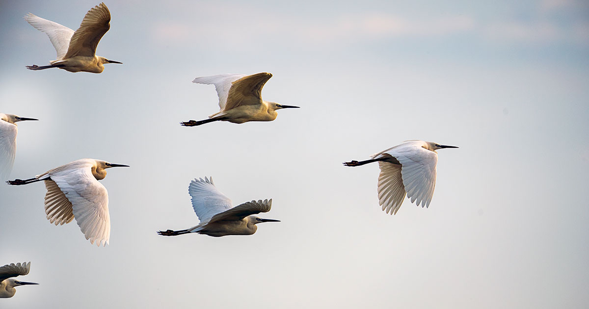 flock of birds flying